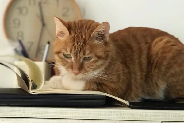 学霸猫出什么事了