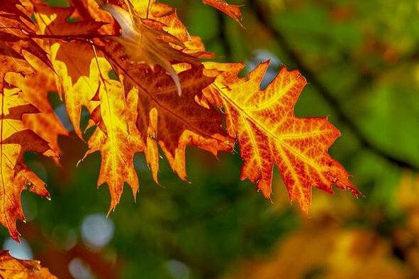 十月初二是什么日子