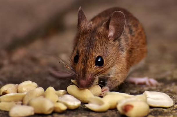 来去自如是什么生肖