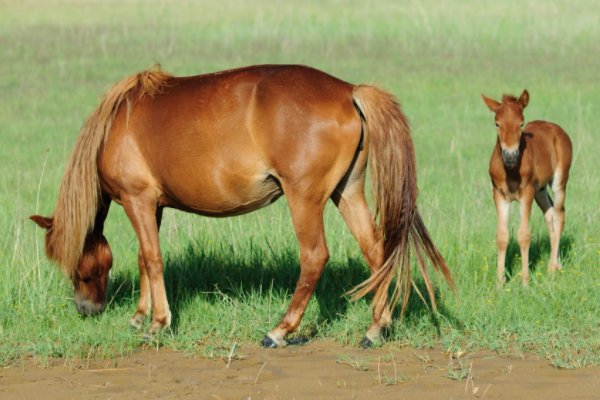 百死一生打一个生肖动物