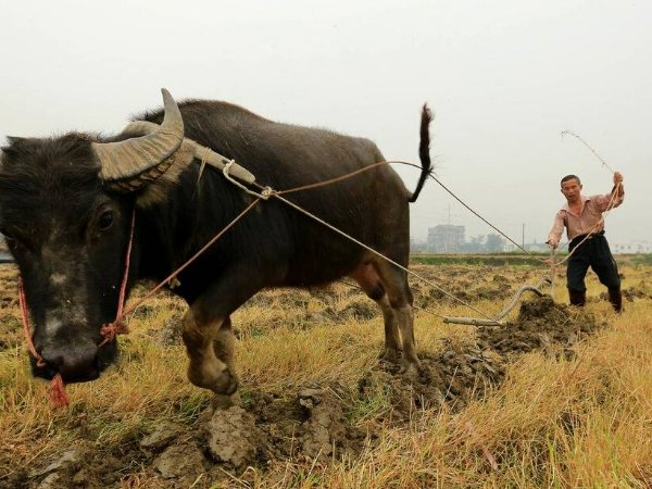 农谚语都有哪些