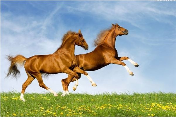 刻鹄不类指什么生肖