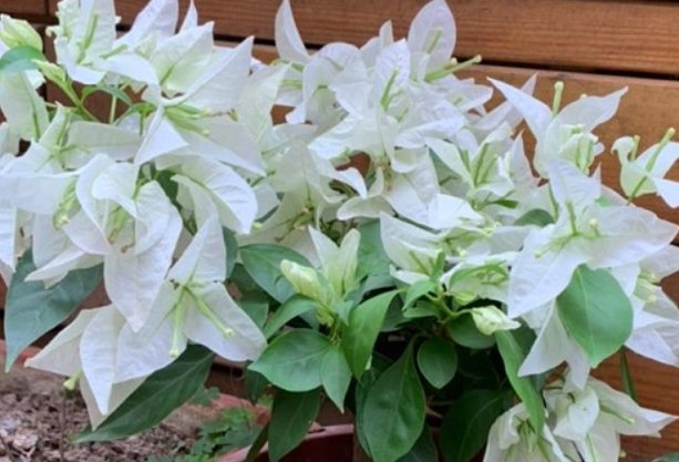 11月份有什么花开?