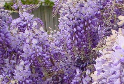 紫藤萝瀑布的写作背景是什么?