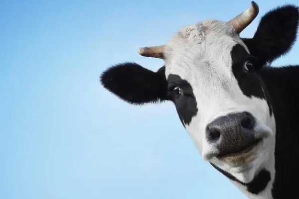 五讲四美解什么动物