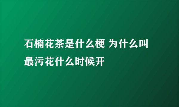 石楠花茶是什么梗 为什么叫最污花什么时候开