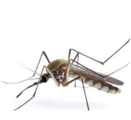 蚊蚋是什么意思