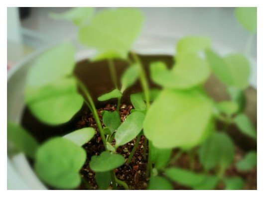 第四叶的内容提要