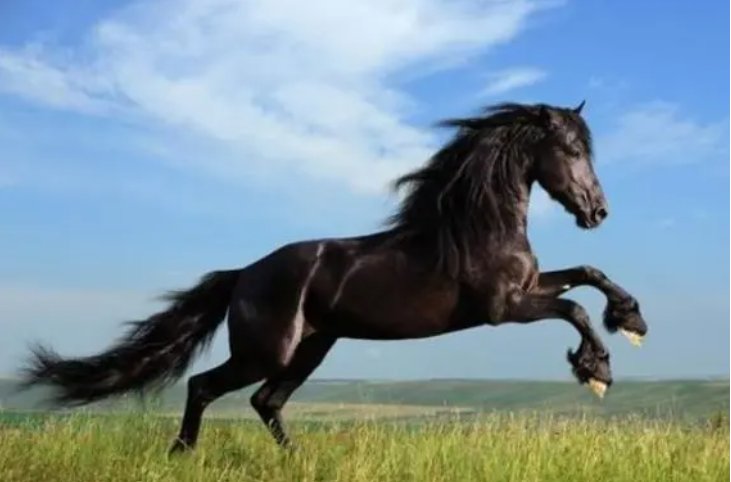 眉下添眉猜一动物