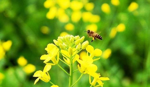 优美的拼音是什么