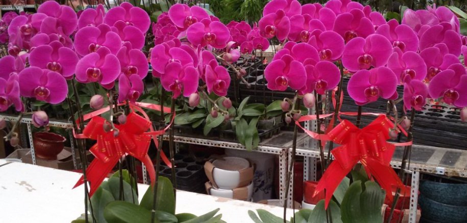 北京花卉市场有哪几家