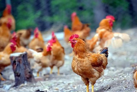 二道贩子打一生肖是鸡吗