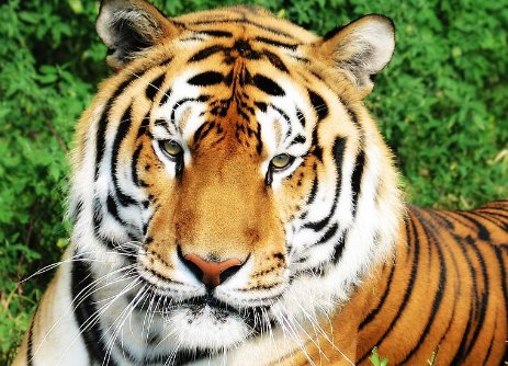 满载而归打一个生肖