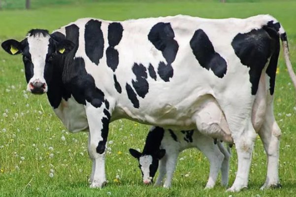 长驱直入是什么肖