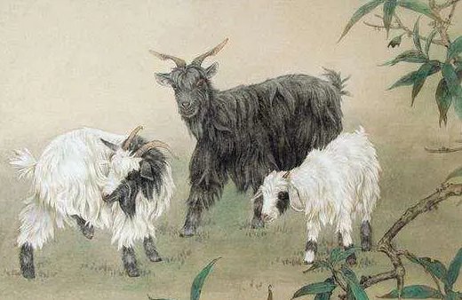 无光的生肖是什么动物图片