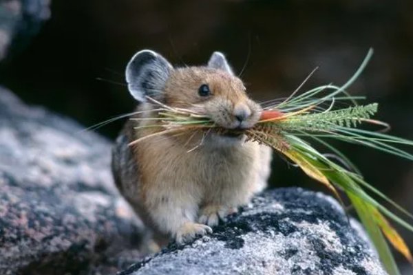 百死一生打一个生肖动物