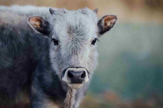 块儿八毛,打一生肖