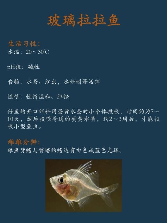 每天认识一种鱼｜玻璃拉拉
