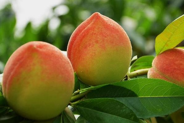 美丽的小桃子意大利语怎么说？