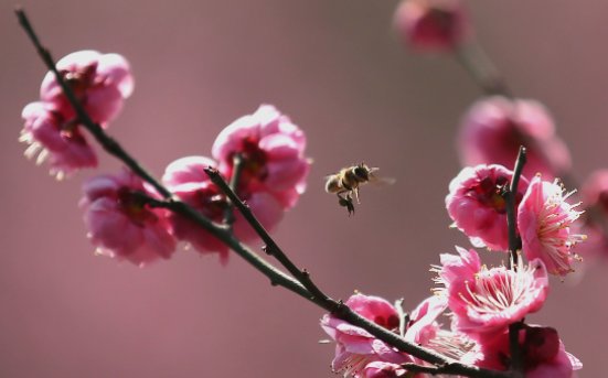 《卧春》是谁写的？