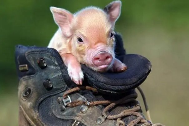 五方杂处是什么生肖