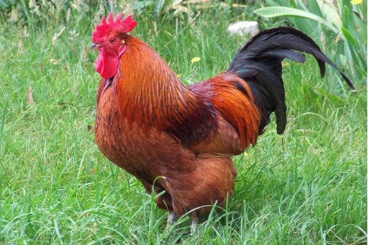 块儿八毛,打一生肖