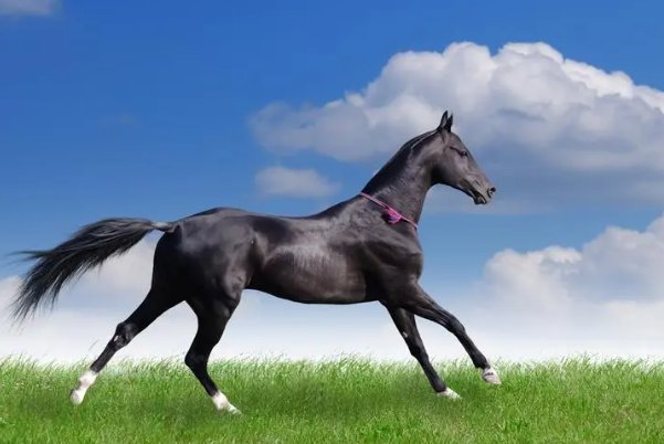 匕鬯无惊指什么动物