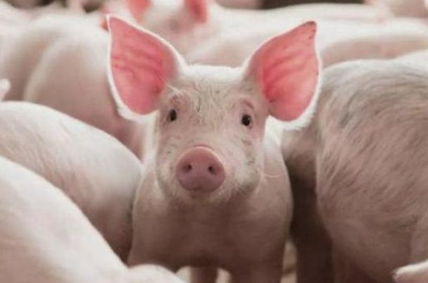 匕鬯无惊指什么动物