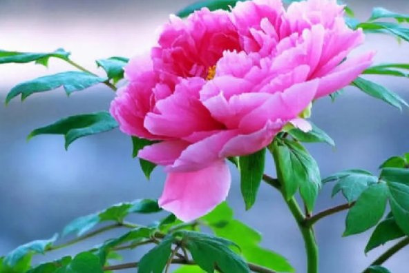 正午牡丹文言文翻译及注释