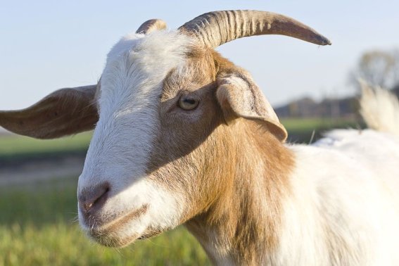 块儿八毛,打一生肖