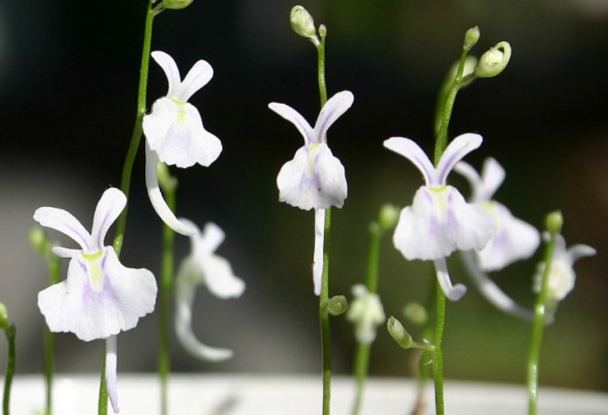 语文课代表的兔子好软好多水什么意思？