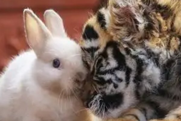 虎兔两生肖相配吗