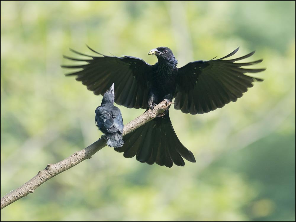 发冠卷尾的外形特征