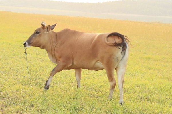 白费口舌猜一生肖