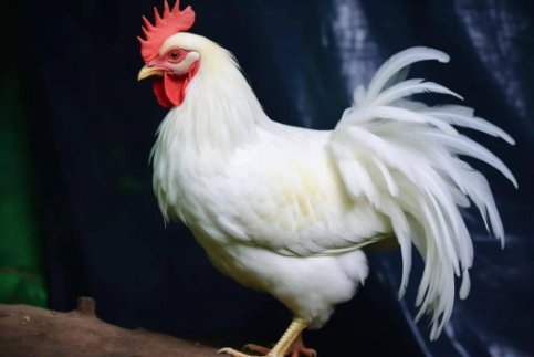 二道贩子打一生肖是鸡吗