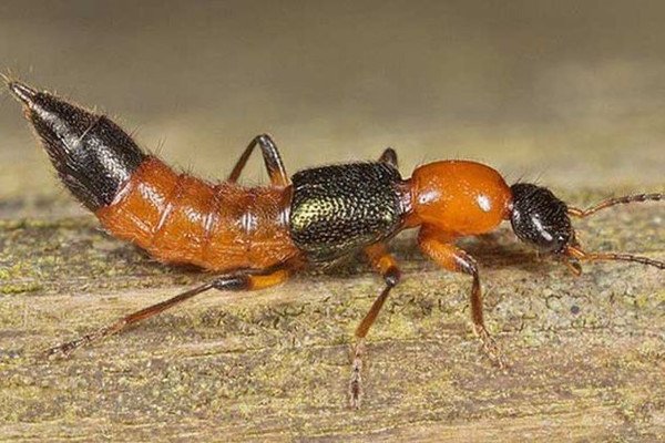 隐形虫能隐形吗