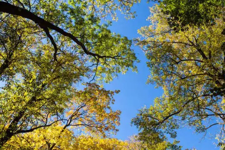 绿草如茵打一个生肖