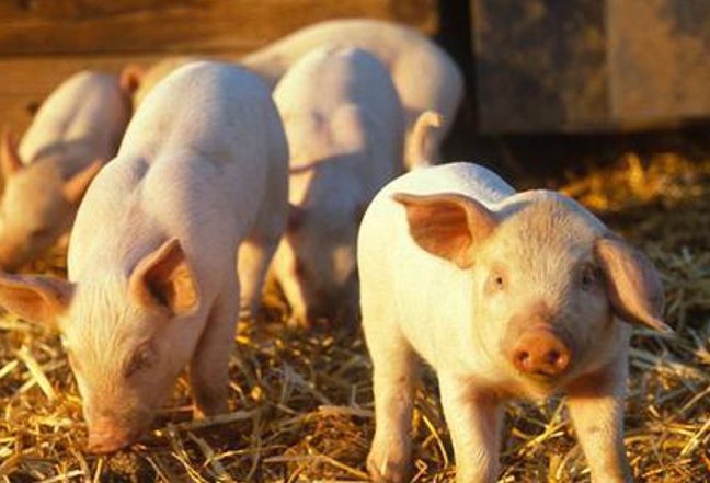 乡土难离是什么生肖动物