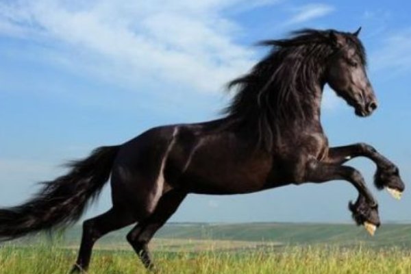 有一手儿打一生肖动物