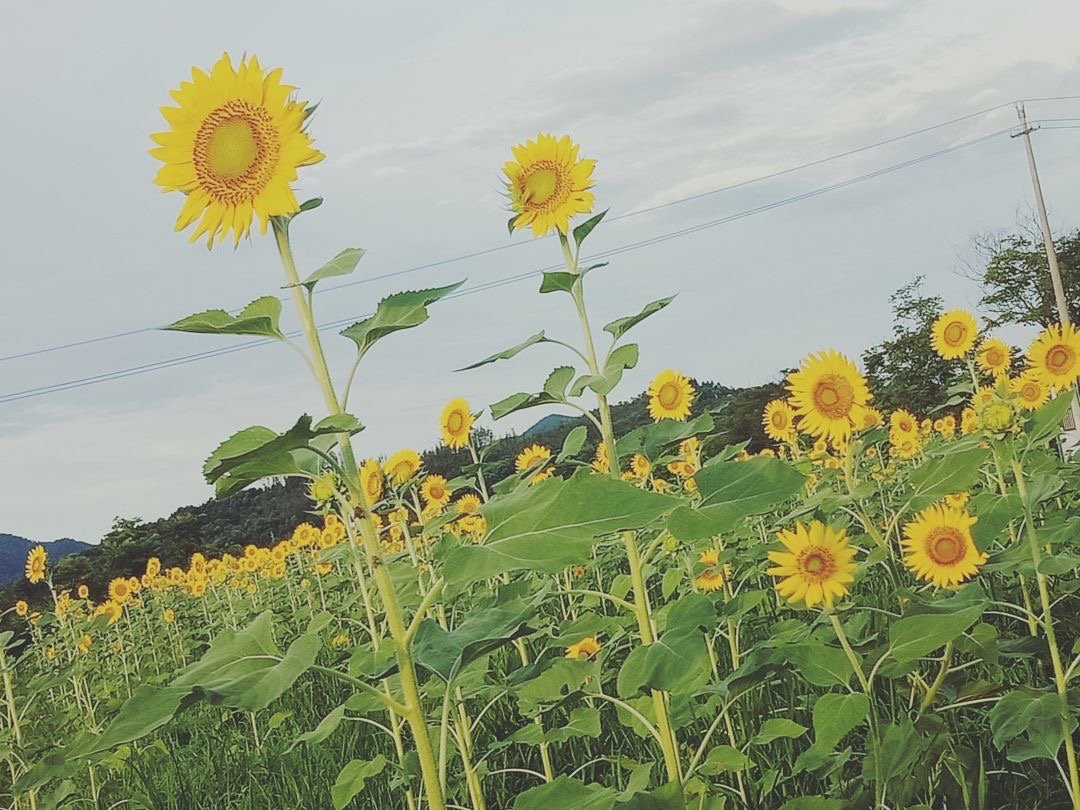 春分秋至指什么生肖