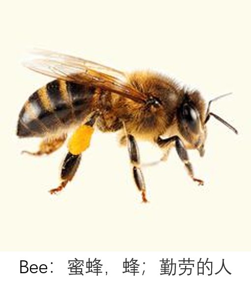 lowbee中文是什么意思