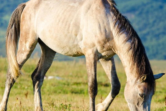 房内有特马开过什么生肖