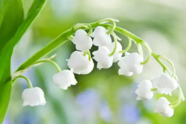 写植物的诗短诗,现代诗