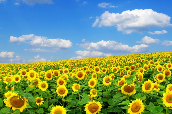 一举夺魁要几朵向日葵