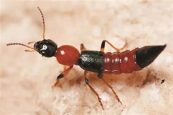 隐形虫能隐形吗