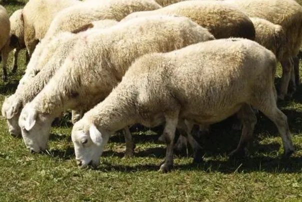 往事如烟打一个精准的生肖