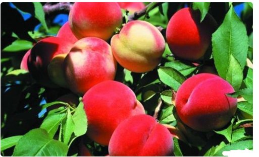 桃三樱二这种四个字的农谚