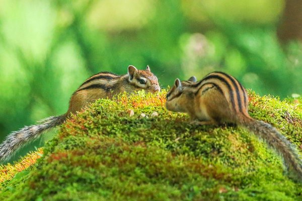 殷勤是什么意思？