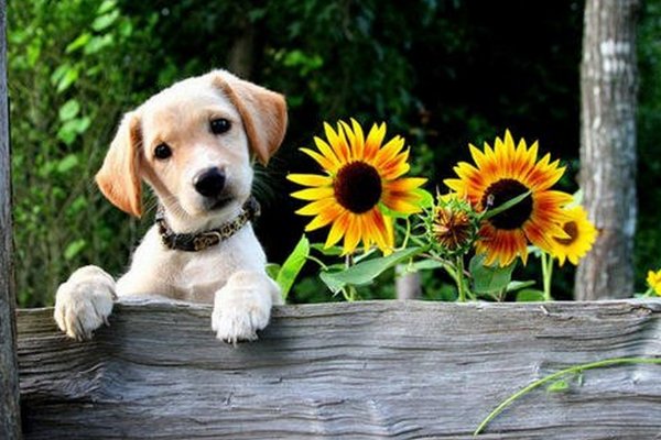 袭人故技是什么生肖?