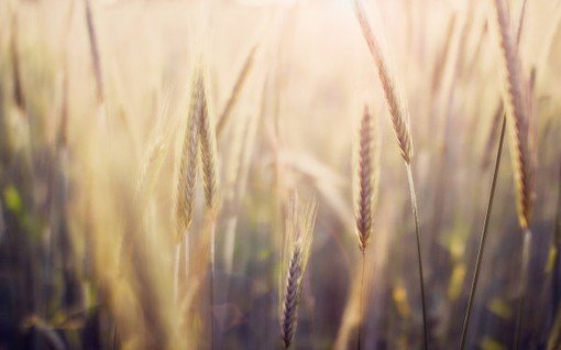 一草一木的意思